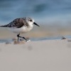 Jespak pisecny - Calidris alba - Sanderling o1513